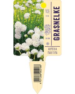 Armeriamaritima, Bildstecketikett VS: