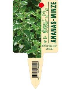 Mentha suaveolens 'Variegata', Bildstecketikett VS: