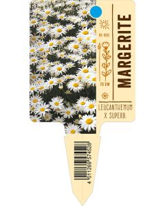 Leucanthemum x superb., Bildstecketikett VS: