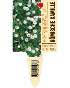 Chamaemelum nobile 'Plena', Bildstecketikett VS: