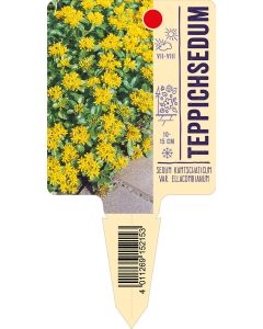 Sedum kamtschaticum var. ellacombianum, Bildstecketikett VS: