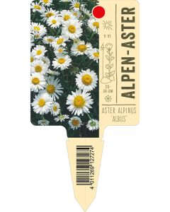 Aster alpinus 'Albus', Bildstecketikett VS: