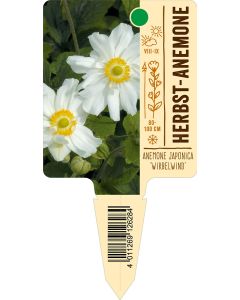 Anemone Japonica-Hybr. 'Wirbelwind', Bildstecketikett VS: