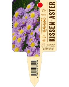 Aster Dumosus-Hybr. 'Augenweide', Bildstecketikett VS: