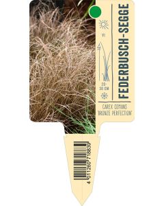 Carex comans 'Bronze Perfection', Bildstecketikett VS: