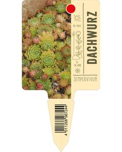Sempervivum, Bildstecketikett VS: