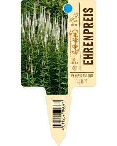 Veronicastrum'Album', Bildstecketikett VS: