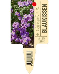 AubrietaHybride, Bildstecketikett VS:
