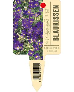 Aubrieta Hybride 'Silberrand', Bildstecketikett VS: