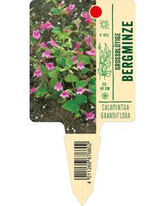 Calamintha grandiflora, Bildstecketikett VS: