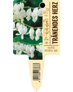 Dicentra spectabilis 'Alba', Bildstecketikett VS: