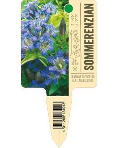 Gentiana septemfida var. lagodechiana, Bildstecketikett VS: