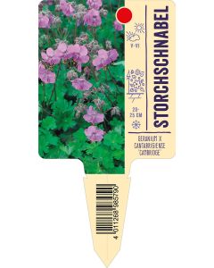 Geranium x cantabrigiense 'Cambridge', Bildstecketikett VS: