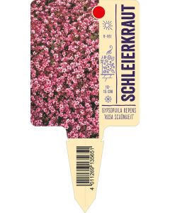 Gypsophila repens 'Rosa Schönheit', Bildstecketikett VS: