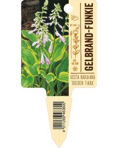 Hosta nakaiana 'Golden Tiara', Bildstecketikett VS: