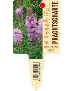 Liatris spicata 'Kobold', Bildstecketikett VS: