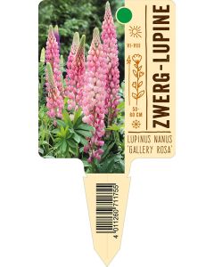 Lupinus Nanus Russel-Hyb.Gallery Rosa, Bildstecketikett VS: