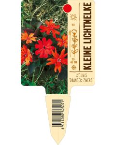 Lychnis 'Oranger Zwerg', Bildstecketikett VS: