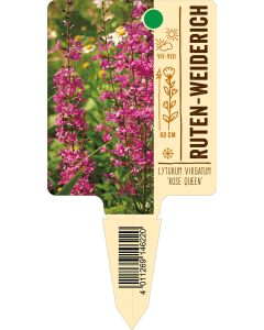 Lythrum virgatum 'Rose Queen', Bildstecketikett VS: