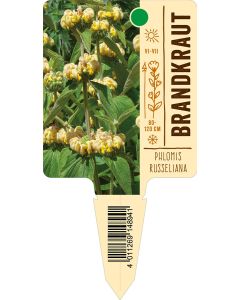Phlomisrusseliana, Bildstecketikett VS: