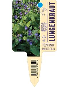 Pulmonaria angustifolia, Bildstecketikett VS: