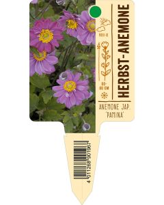 Anemone jap. 'Pamina', Bildstecketikett VS: