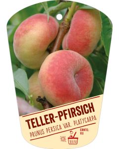 Prunus persica var. platycarpa, Bildhängeetikett VS: