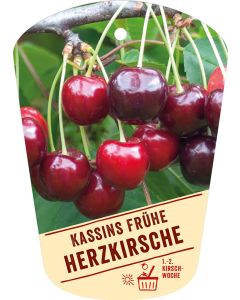 Prunus avium 'Kassins Frühe Herzkirsche', Bildhängeetikett VS: