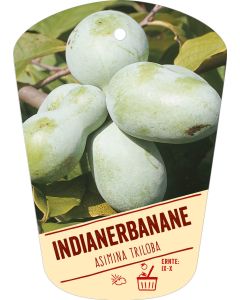Asimina triloba, Bildhängeetikett VS:
