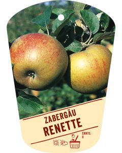 Malus domestica 'Zabergäu Renette', Bildhängeetikett VS: