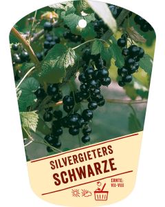 Ribes nigrum 'Silvergieters Schwarze', Bildhängeetikett VS: