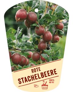 Ribes uva-crispa v. sat., Bildhängeetikett VS: