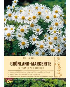 Sortenschild, Chrysanthemum arcticum