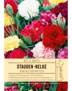 Sortenschild, Dianthus caryophyllus