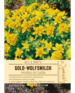 Sortenschild, Euphorbia polychroma