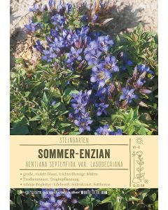 Sortenschild, Gentiana septemfida var. lagodechiana