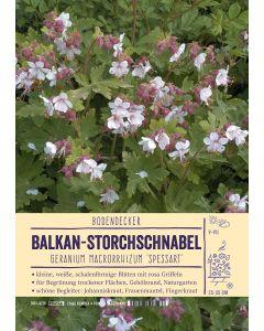 Sortenschild, Geranium macror. 'Spessart'