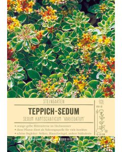 Sortenschild, Sedum kamtschaticum 'Variegatum'