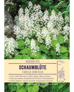 Sortenschild, Tiarella cordifolia