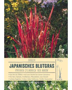 Sortenschild, Imperata cylindrica 'Red Baron'