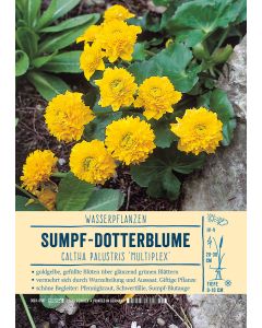Sortenschild, Caltha palustris 'Multiplex'