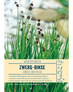 Sortenschild, Juncus ensifolius