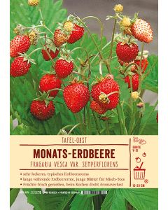 Sortenschild, Fragaria vesca var. semperflorens