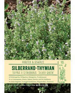 Sortenschild, Thymus x cit. 'Silver Queen'