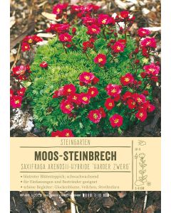 Sortenschild, Saxifraga Arendsii 'Harder Zwerg'