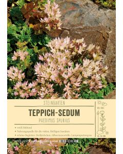Sortenschild, Phedimus spurius