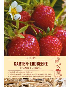 Sortenschild, Fragaria x ananassa