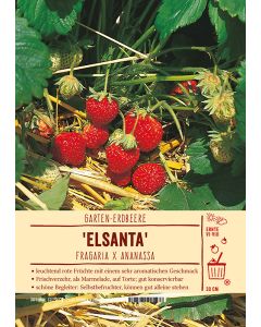 Sortenschild, Fragaria x ananassa 'Elsanta'(S)