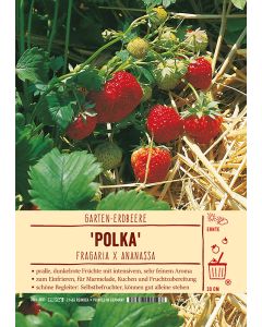 Sortenschild, Fragaria x ananassa 'Polka'