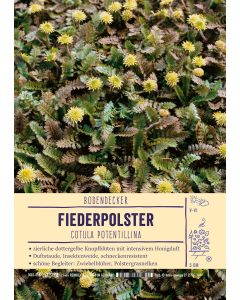 Sortenschild, Cotula potentillina